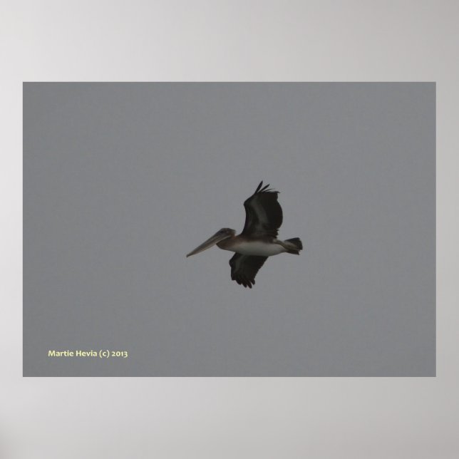 Pelican på Miramar Poster (Framsidan)