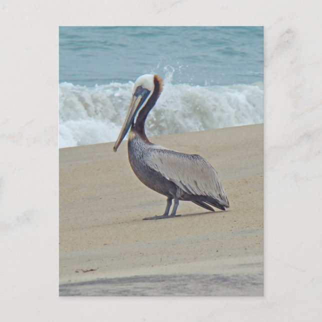 Pelican på Outer Banker OBX NC Vykort (Framsida)
