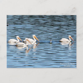 Pelican Parad - vykort