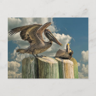 Pelican Parodies Florida Wildlife Vykort