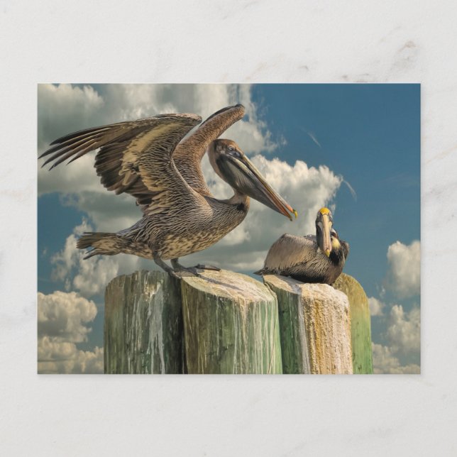 Pelican Parodies Florida Wildlife Vykort (Framsida)