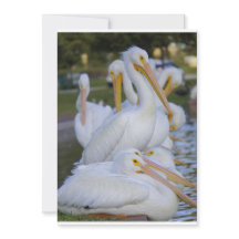 Pelican Pile Helgdag Card