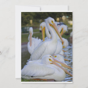 Pelican Pile Helgdag Card Julkort