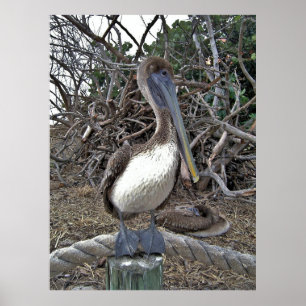 Pelican Porträtt Poster