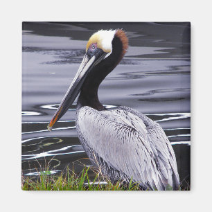 Pelican Poser Magnet