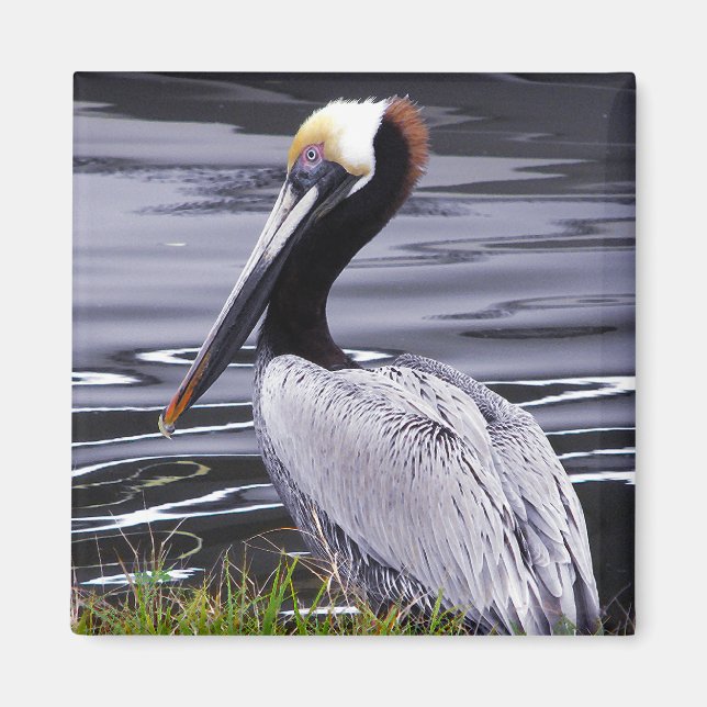 Pelican Poser Magnet (Framsidan)