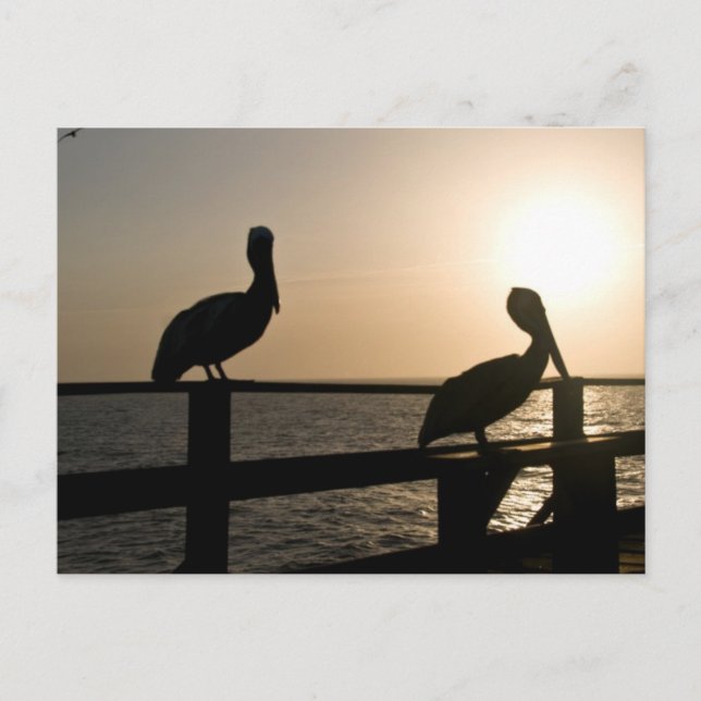 Pelican Post Card Vykort (Framsida)