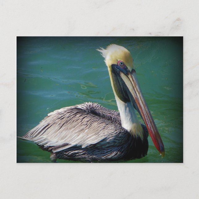Pelican Postcard Vykort (Framsida)