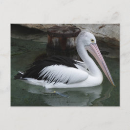 Pelican Postcard Vykort