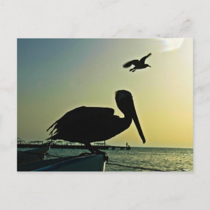 PELICAN POSTCARD VYKORT