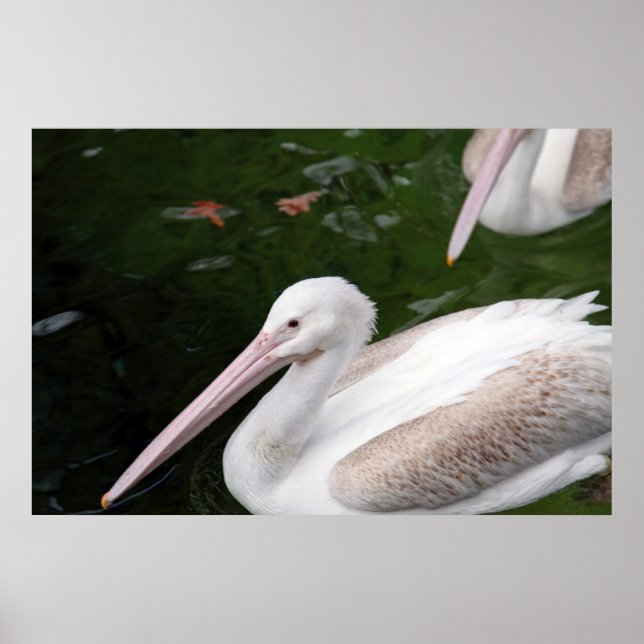 Pelican Poster (Framsidan)