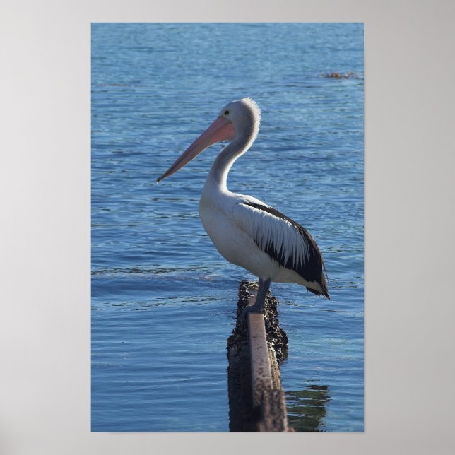 Pelican Poster (Framsidan)