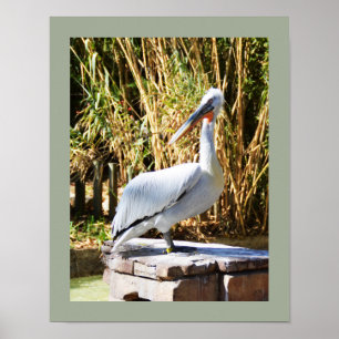 Pelican Poster