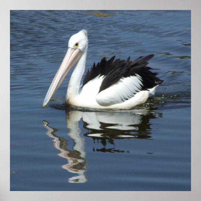 Pelican Poster (Framsidan)