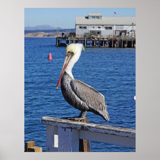 Pelican Print Poster (Framsidan)