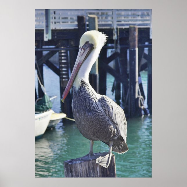 Pelican Print Poster (Framsidan)