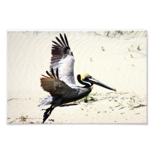 Pelican Print, Wall Art, Gifts, Beach Birds Fototryck