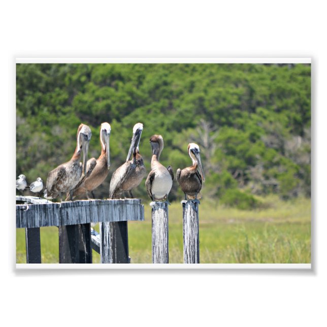 Pelican Rest Fototryck (Framsidan)