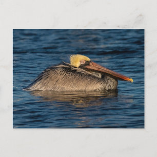 Pelican Rester i Vatten Vykort