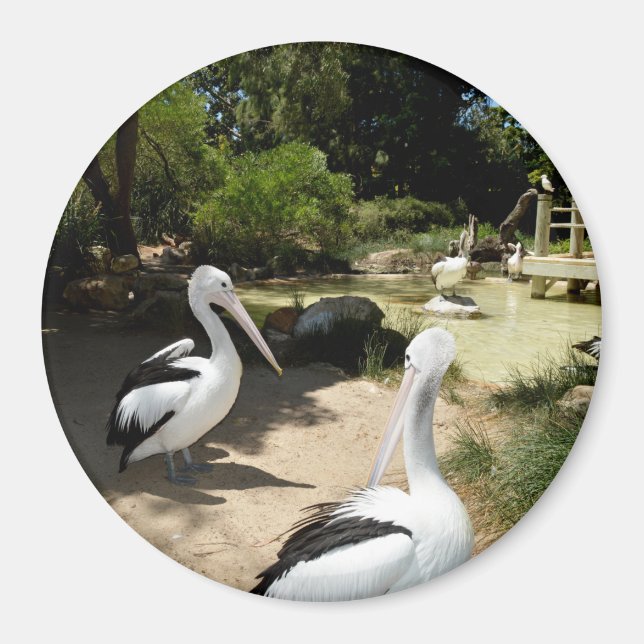 Pelican Sanctuary, Fridge Magnet (Framsidan)