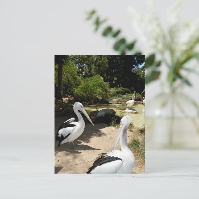 Pelican Sanctuary, vykort (Stående Fram)