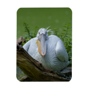Pelican Serenity A CaptivGaze Magnet