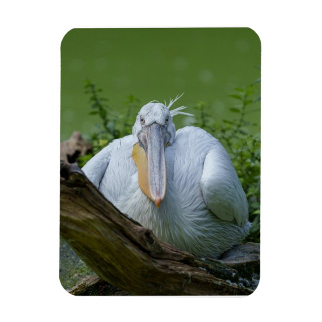 Pelican Serenity A CaptivGaze Magnet (Vertikal)