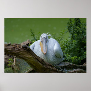 Pelican Serenity A CaptivGaze Poster