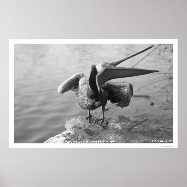 Pelican Showing Off Alaska 1918 Poster (Framsidan)