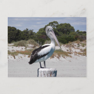 Pelican Ställföreträdande på Sandy Beach Vykort