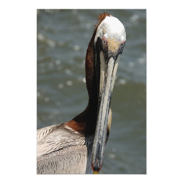 Pelican stirrar tillbaka på mig fototryck (Framsidan)