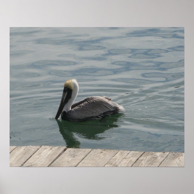 Pelican Swimming i Vatten Poster (Framsidan)