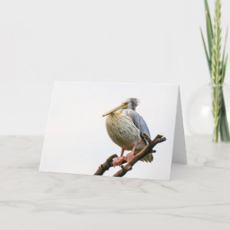 Pelican, Tanzania Kort