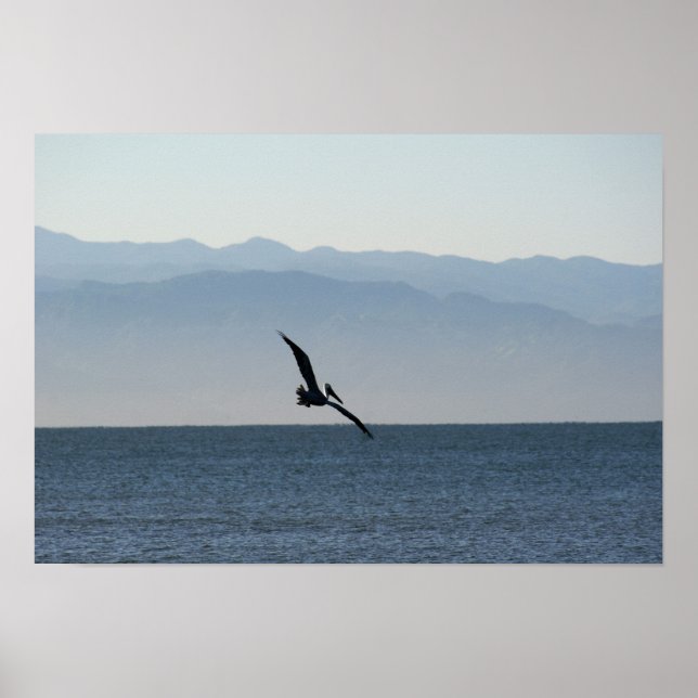 Pelican Turning to Dive Poster (Framsidan)
