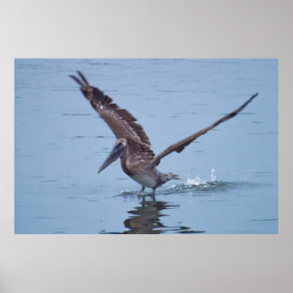 Pelican Vatten Landing Poster