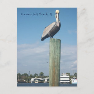 Pelican vid Panama City Beach, FL Vykort