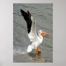 Pelican Vingar