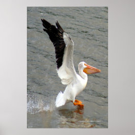 Pelican Vingar Poster