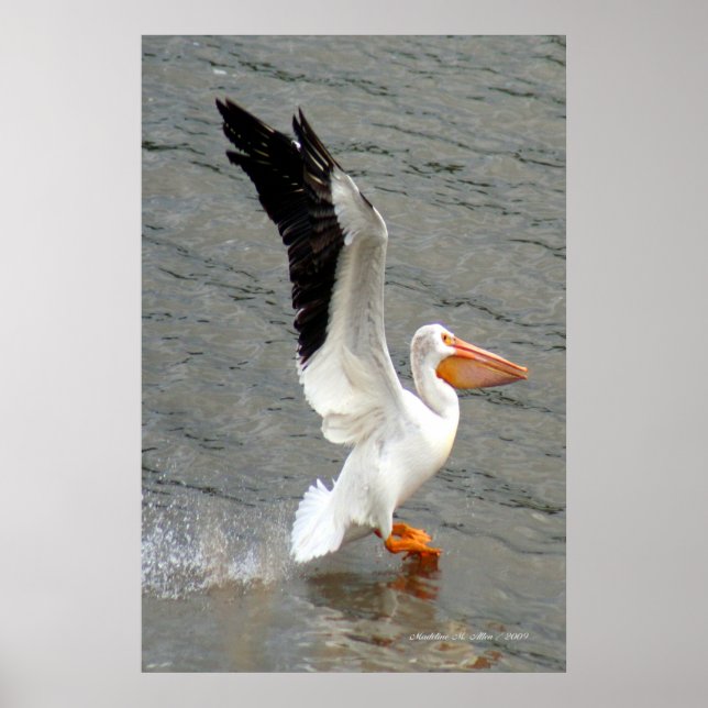 Pelican Vingar Poster (Framsidan)