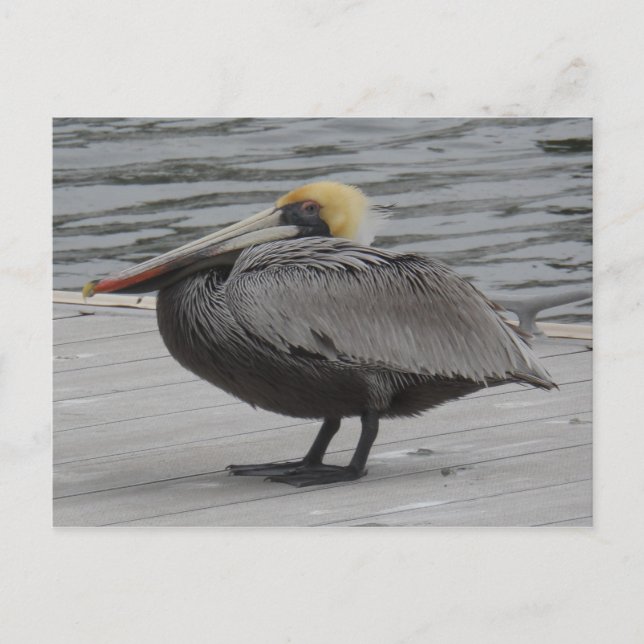 Pelican Vykort (Framsida)