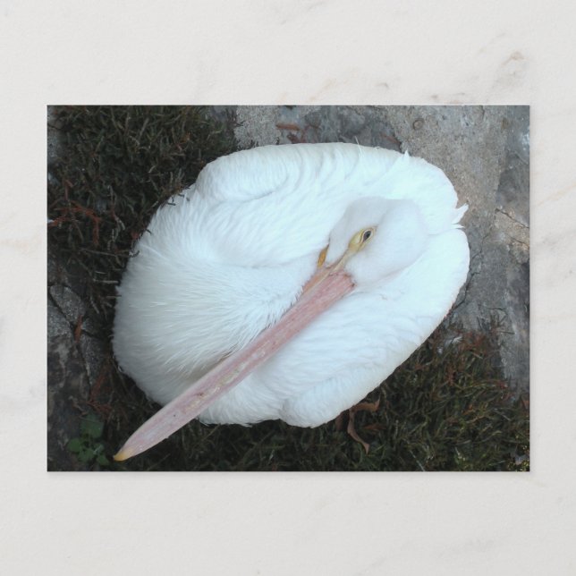 Pelican Vykort (Framsida)