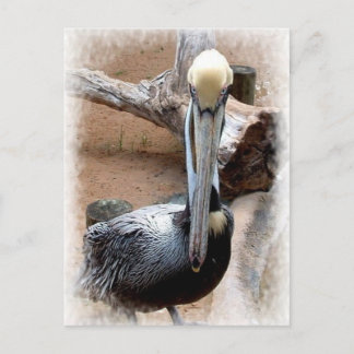 Pelican Vykort