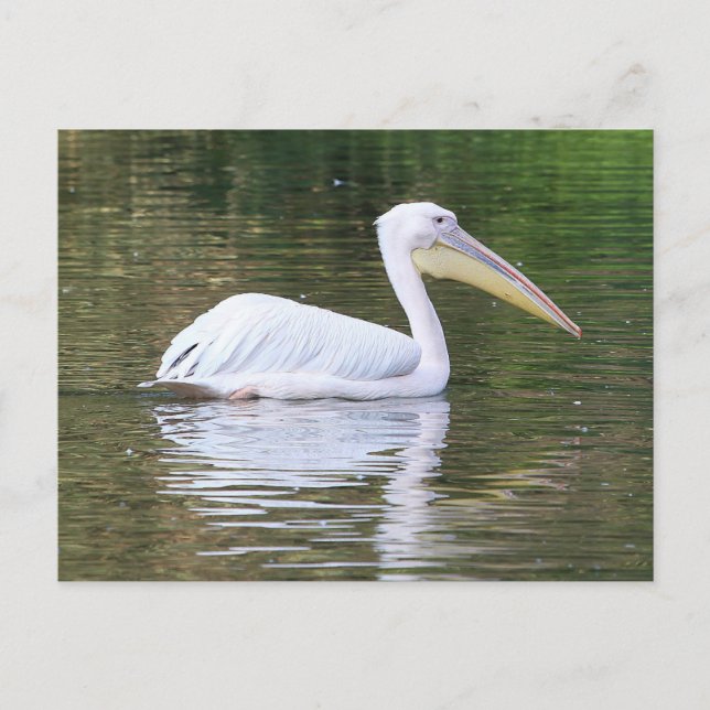 Pelican Vykort (Framsida)