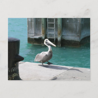 Pelican Vykort