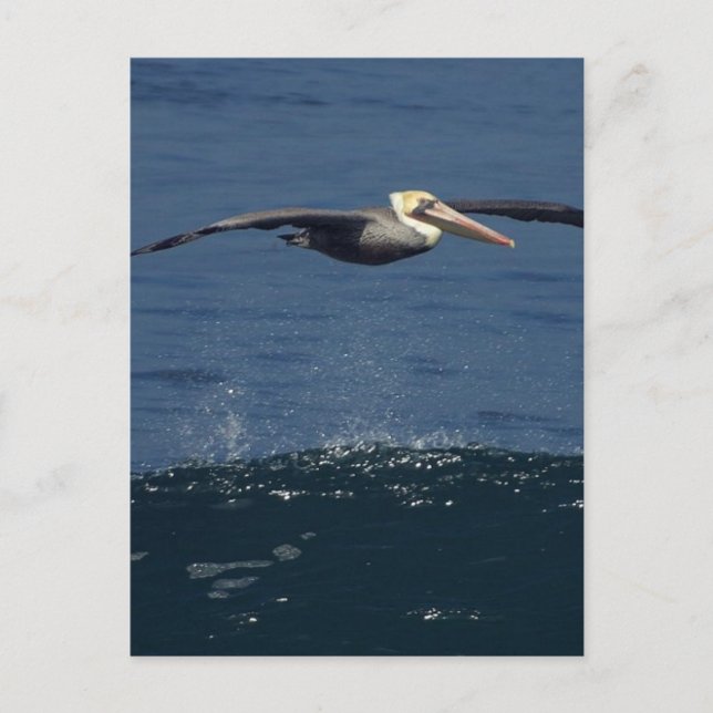 Pelican Vykort (Framsida)