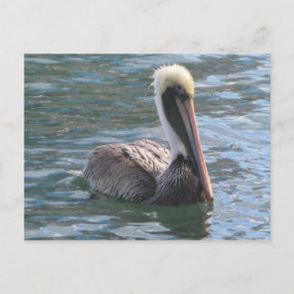Pelican Vykort