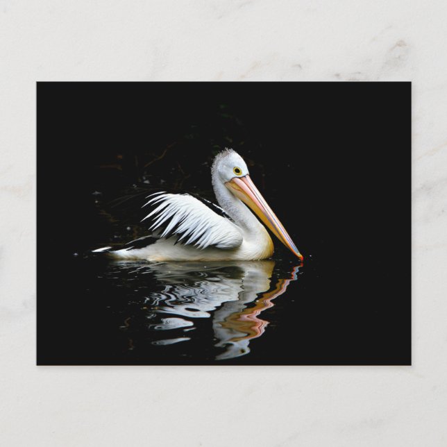 Pelican Vykort (Framsida)