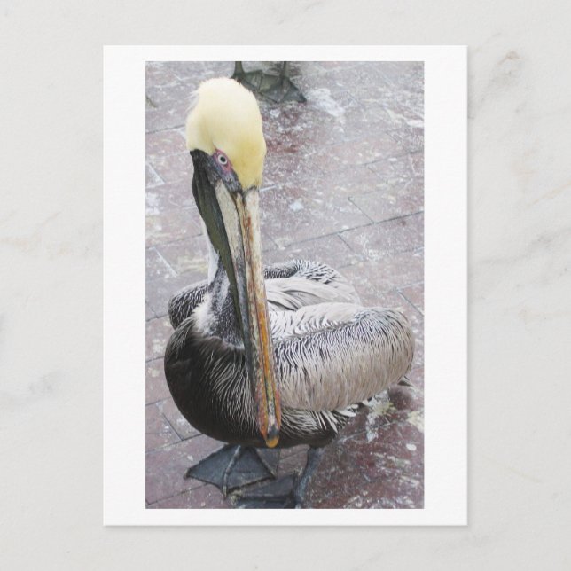 Pelican Vykort (Framsida)