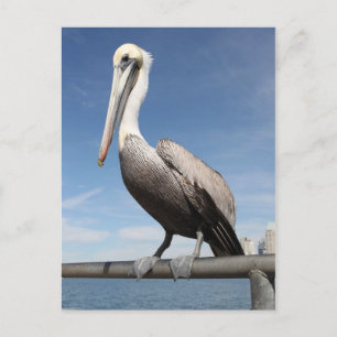 Pelican Vykort