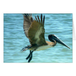 Pelican Watch OBS Kort